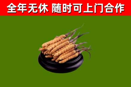 北京烟酒回收冬虫夏草.jpg